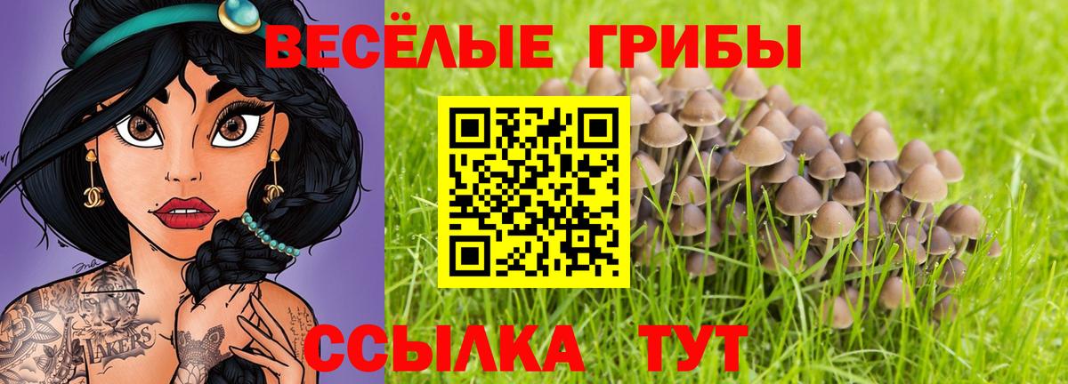Псилоцибиновые грибы Psilocybe Гулькевичи